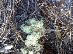 Cladonia evansii