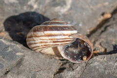 Xerosecta