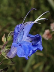 Salvia scutellarioides