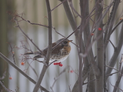 Turdus pilaris