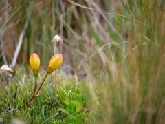 Gentianella hirculus