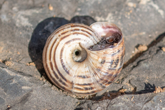 Xerosecta