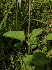 Salvia scutellarioides
