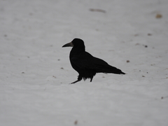 Corvus frugilegus