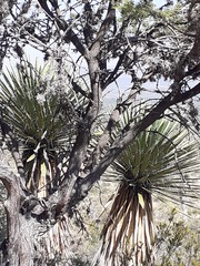 Yucca filifera