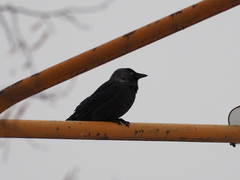 Corvus monedula