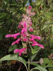 Salvia tortuosa