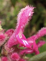 Salvia tortuosa