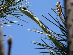 Dispholidus typus typus