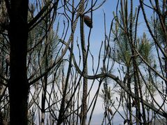 Dispholidus typus typus