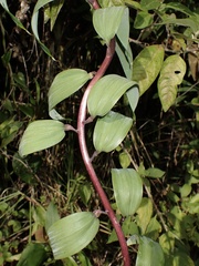 Bomarea multiflora