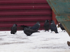 Corvus monedula