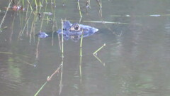 Caiman latirostris