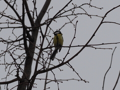 Parus major