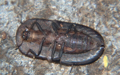 Endustomus