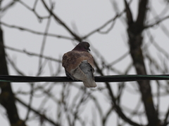 Columba livia domestica