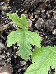 Ficus carica carica