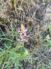 Crotalarieae
