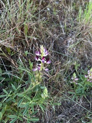Crotalarieae