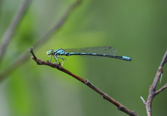 Coenagrion johanssoni