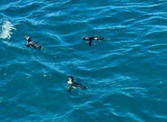 Spheniscus mendiculus