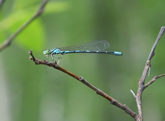Coenagrion johanssoni