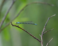 Coenagrion johanssoni
