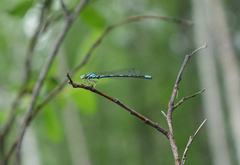 Coenagrion johanssoni