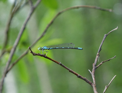 Coenagrion johanssoni