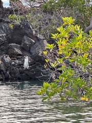 Spheniscus mendiculus