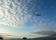 Pelecanus occidentalis urinator