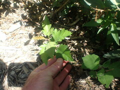 Crataegus coccinioides