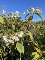 Solanum variabile