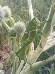 Staleochlora viridicata