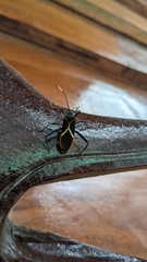 Leptoscelis tricolor