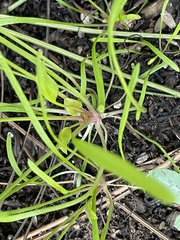 Claytonia parviflora