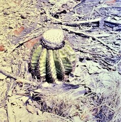 Melocactus mazelianus