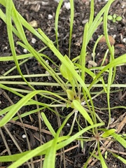 Claytonia parviflora