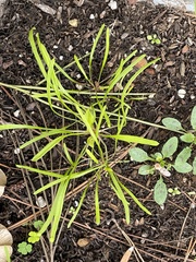Claytonia parviflora