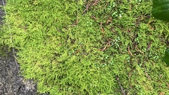 Stereodon subimponens