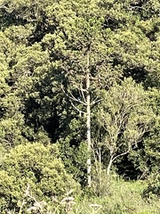 Cyanocorax caeruleus