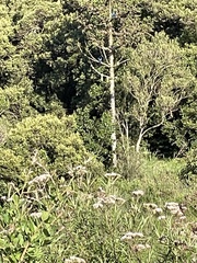 Cyanocorax caeruleus