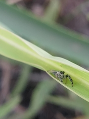 Dendryphantes