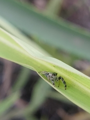 Dendryphantes