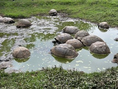 Chelonoidis niger