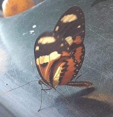 Mechanitis lysimnia nesaea