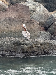 Pelecanus occidentalis urinator