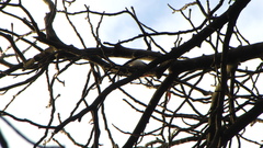 Dendrocopos major