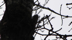 Certhia brachydactyla