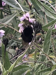 Bombus terrestris canariensis